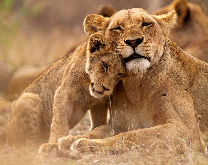Queen Elizabeth National Park.