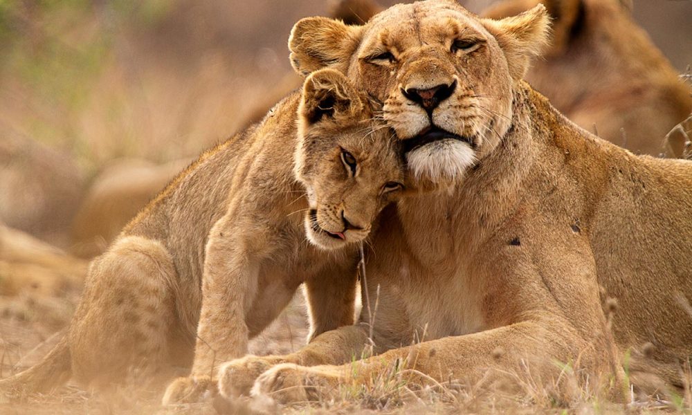 Queen Elizabeth National Park.