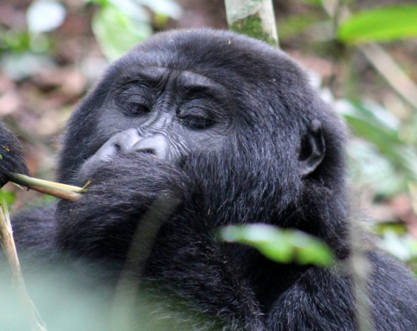 encounter-gorilla.jpg