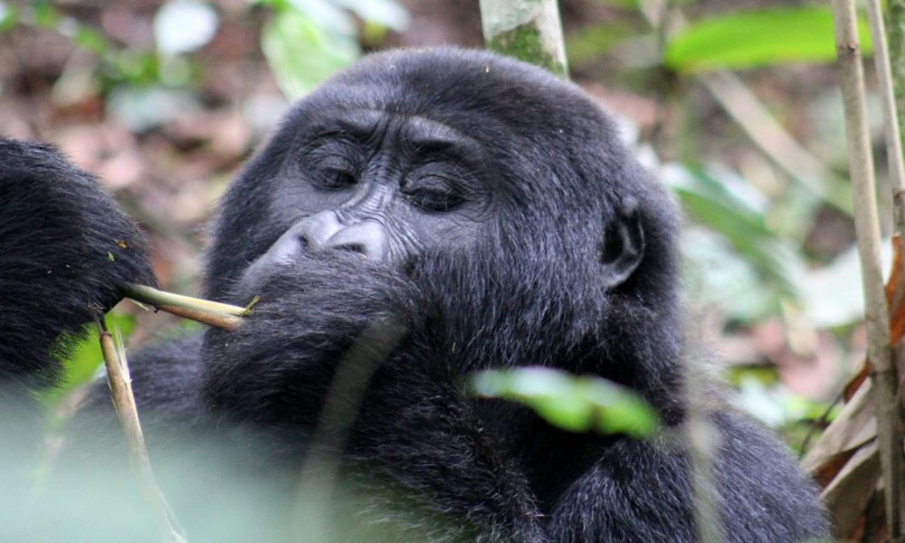 encounter-gorilla.jpg